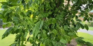 万科物业小区的树究竟是什么？